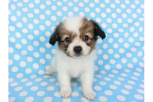 成約済の千葉県のパピヨン-103010の6枚目